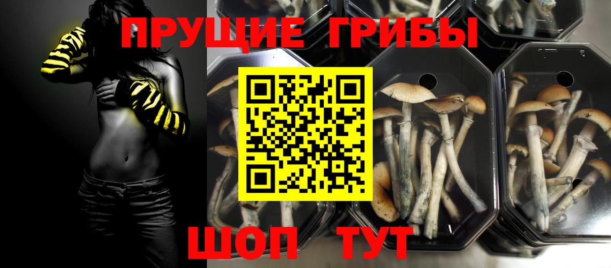 Амурск  Галлюциногенные грибы Psilocybe  Вход с VPN 